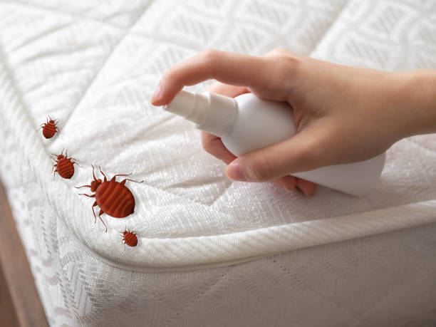 Best Insect Control  in Eldorado, IL