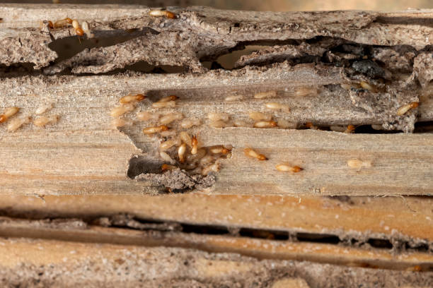 Best Affordable Pest Control Services  in Eldorado, IL