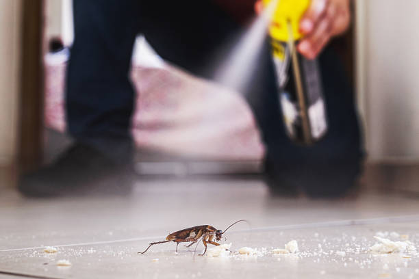 Best Flea Control Services  in Eldorado, IL